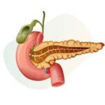 "Illustration of a healthy pancreas