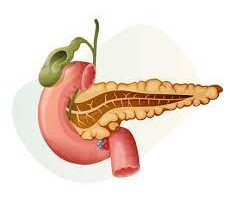 "Illustration of a healthy pancreas